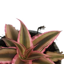 Load image into Gallery viewer, Cryptanthus, 2.5in,