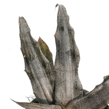 Load image into Gallery viewer, Cryptanthus, 2.5in,