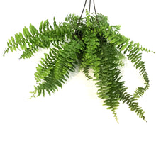 Load image into Gallery viewer, Fern, 6in HB, Boston