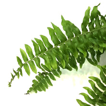 Load image into Gallery viewer, Fern, 6in HB, Boston