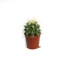 Load image into Gallery viewer, Cactus, 2.5in, E. grusonii 'Golden Barrel' Assort