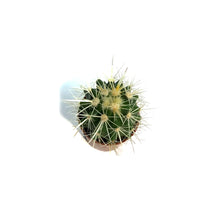 Load image into Gallery viewer, Cactus, 2.5in, E. grusonii 'Golden Barrel' Assort