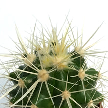 Load image into Gallery viewer, Cactus, 2.5in, E. grusonii 'Golden Barrel' Assort
