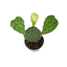 Load image into Gallery viewer, Cactus, 4in, Phaeacantha, Winter Hardy