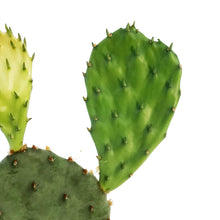 Load image into Gallery viewer, Cactus, 4in, Phaeacantha, Winter Hardy