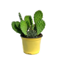 Load image into Gallery viewer, Cactus, 6in, Phaeacantha, Winter Hardy