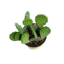 Load image into Gallery viewer, Cactus, 6in, Phaeacantha, Winter Hardy