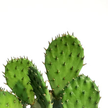 Load image into Gallery viewer, Cactus, 6in, Phaeacantha, Winter Hardy