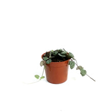 Load image into Gallery viewer, String of Hearts, 2.25in, Ceropegia woodii,Vrgtd