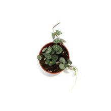 Load image into Gallery viewer, String of Hearts, 2.25in, Ceropegia woodii,Vrgtd