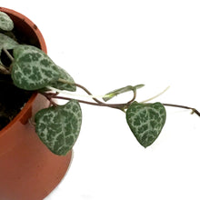 Load image into Gallery viewer, String of Hearts, 2.25in, Ceropegia woodii,Vrgtd