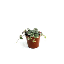Load image into Gallery viewer, String of Hearts, 2.5in, Ceropegia woodii,Pretty