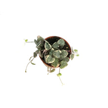 Load image into Gallery viewer, String of Hearts, 2.5in, Ceropegia woodii,Pretty