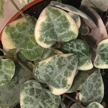 Load image into Gallery viewer, String of Hearts, 2.5in, Ceropegia woodii,Pretty