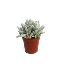 Load image into Gallery viewer, Succulent, 3.5in, Ghost Plant