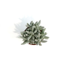 Load image into Gallery viewer, Succulent, 3.5in, Ghost Plant