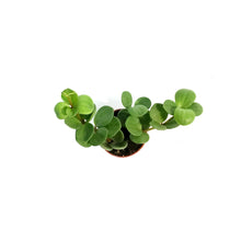 Load image into Gallery viewer, Peperomia, 2.5in, Obtusifolia Hope
