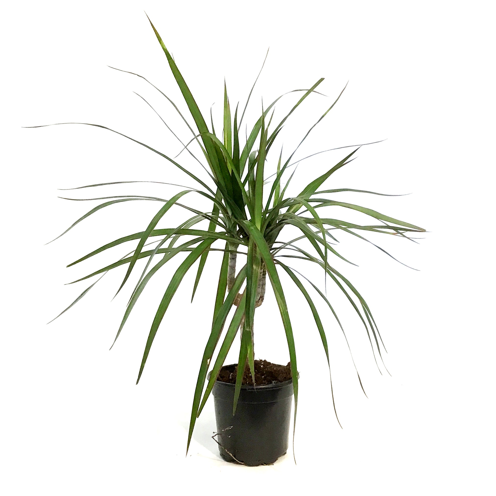 dracaena marginata branched Dracaena, 4in, Marginata Branched Character – Floral Acres Greenhouse &  Garden Centre