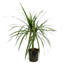 Load image into Gallery viewer, Dracaena, 4in, Marginata Branched Character