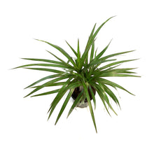 Load image into Gallery viewer, Dracaena, 4in, Marginata Branched Character