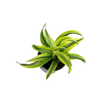 Load image into Gallery viewer, Dracaena, 4in,Yellow Surprise