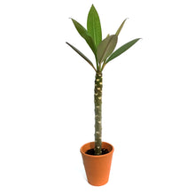 Load image into Gallery viewer, Plumeria, 4in,In Clay