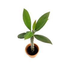 Load image into Gallery viewer, Plumeria, 4in,In Clay