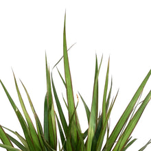 Load image into Gallery viewer, Dracaena, 6in, Marginata Branched Character