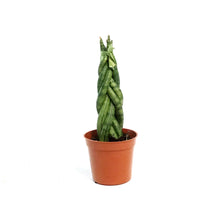 Load image into Gallery viewer, Sansevieria, 2.5in, Cylindrica Braid