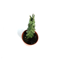 Load image into Gallery viewer, Sansevieria, 2.5in, Cylindrica Braid