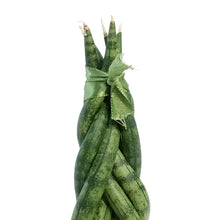Load image into Gallery viewer, Sansevieria, 2.5in, Cylindrica Braid