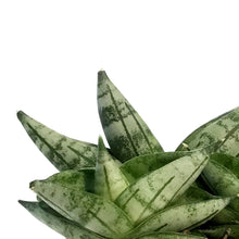Load image into Gallery viewer, Sansevieria, 2.5in, Starfish