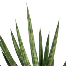 Load image into Gallery viewer, Sansevieria, 2.5in, Francissii Spiky