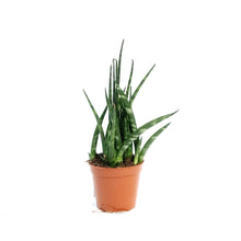 Load image into Gallery viewer, Sansevieria, 2.5in, Fernwood