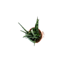 Load image into Gallery viewer, Sansevieria, 2.5in, Fernwood