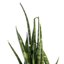 Load image into Gallery viewer, Sansevieria, 2.5in, Fernwood