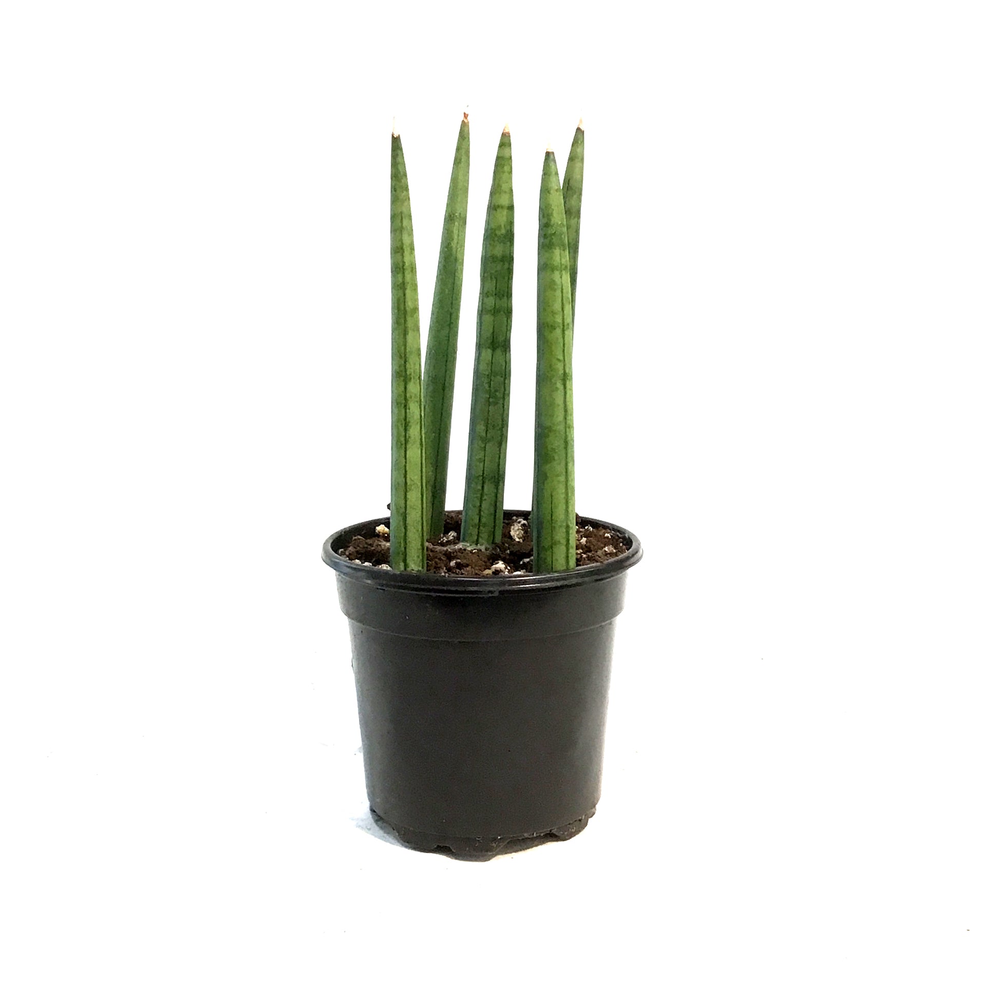 sansevieria dragon fingers Sansevieria, 4in,Dragon Fingers