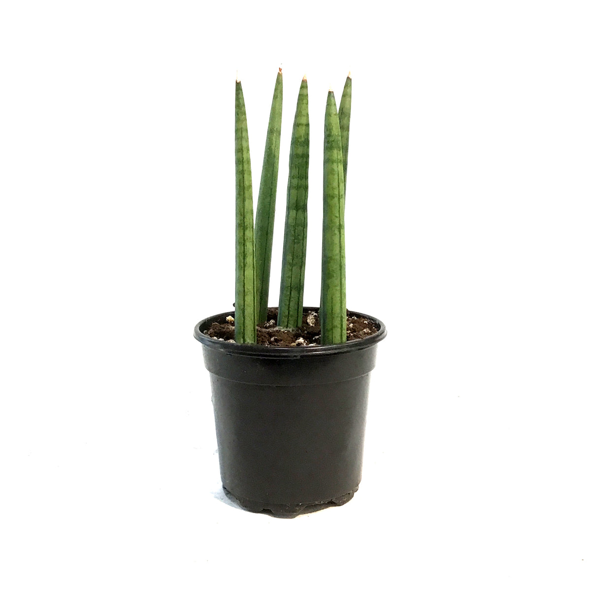 sansevieria japonesa 7 fingers Sansevieria, 4in,Dragon Fingers – Floral Acres Greenhouse & Garden Centre