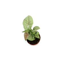 Load image into Gallery viewer, Syngonium, 2.5in, Milk Confetti