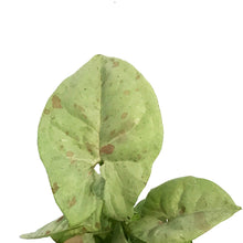 Load image into Gallery viewer, Syngonium, 2.5in, Milk Confetti