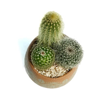 Load image into Gallery viewer, Cactus, 3in, Mayan Arrangement