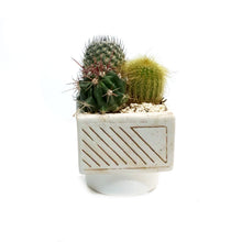 Load image into Gallery viewer, Cactus, 6in, Sierra Arrangement