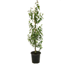 Load image into Gallery viewer, Birch, 2 gal, Dakota Pinnacle®