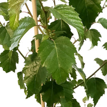 Load image into Gallery viewer, Birch, 2 gal, Dakota Pinnacle®