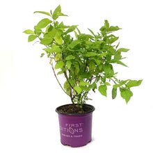 Load image into Gallery viewer, Dogwood, 8in, Neon Burst™