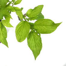 Load image into Gallery viewer, Dogwood, 8in, Neon Burst™