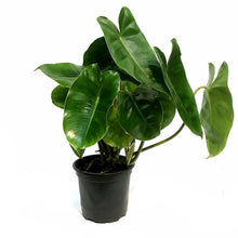 Load image into Gallery viewer, Philodendron, 4in,Burie Marx