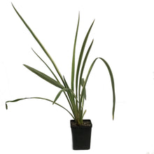 Load image into Gallery viewer, Phormium, 4.5in,Duet