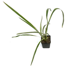 Load image into Gallery viewer, Phormium, 4.5in,Duet