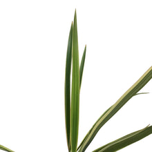 Load image into Gallery viewer, Phormium, 4.5in,Duet